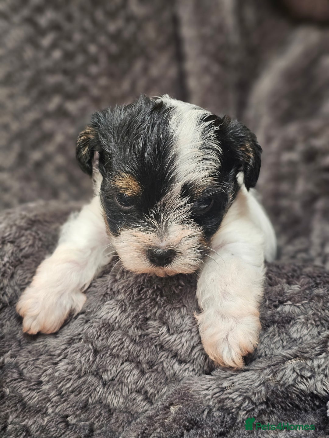 Yorkshire Terrier dogs for sale: Yorkshire terriers - Image 5