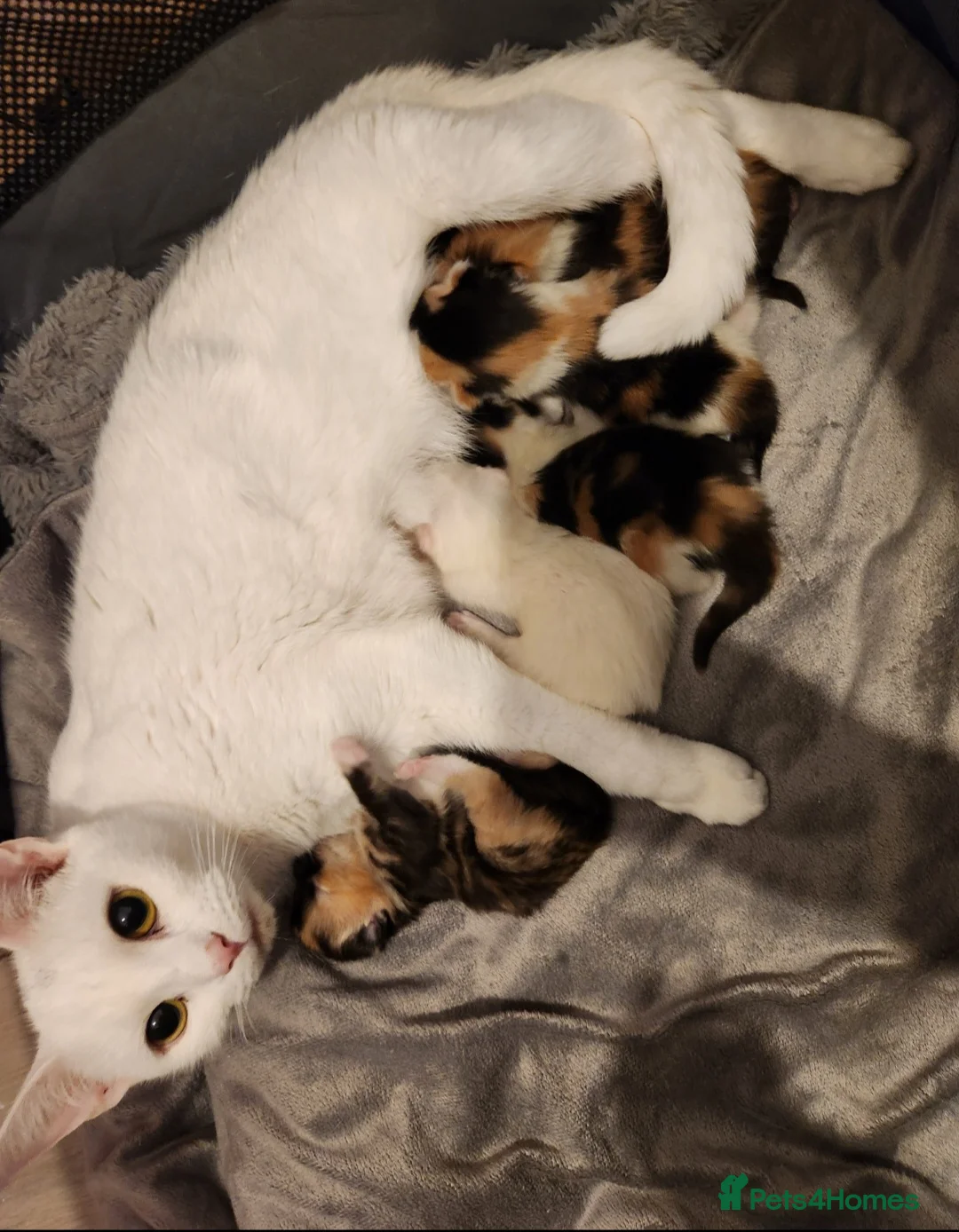 British Shorthair cats for sale: Baby kittens 😸  - Advert 2