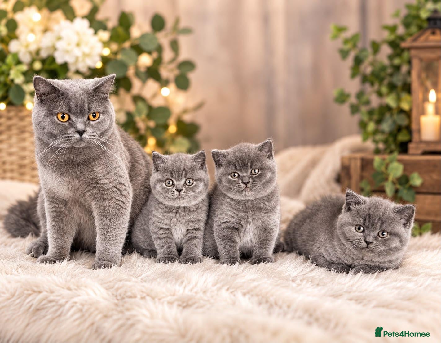 British Shorthair cats BSH🇬🇧👑🇬🇧💙British Shorthair😻💙 Gccf chunky  - Advert 1