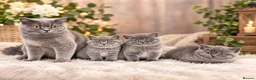 British Shorthair cats for sale: BSH🇬🇧👑🇬🇧💙British Shorthair😻💙 Gccf chunky  - Advert 1