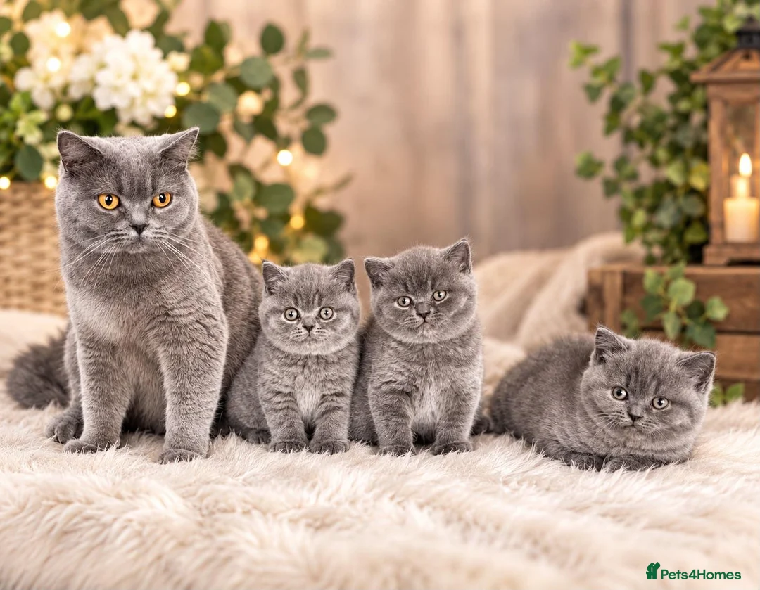 British Shorthair cats for sale: BSH🇬🇧👑🇬🇧💙British Shorthair😻💙 Gccf chunky  - Advert 1