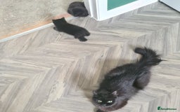 Mixed Breed cats for sale: 3 Adorable black beauties  - Image 2
