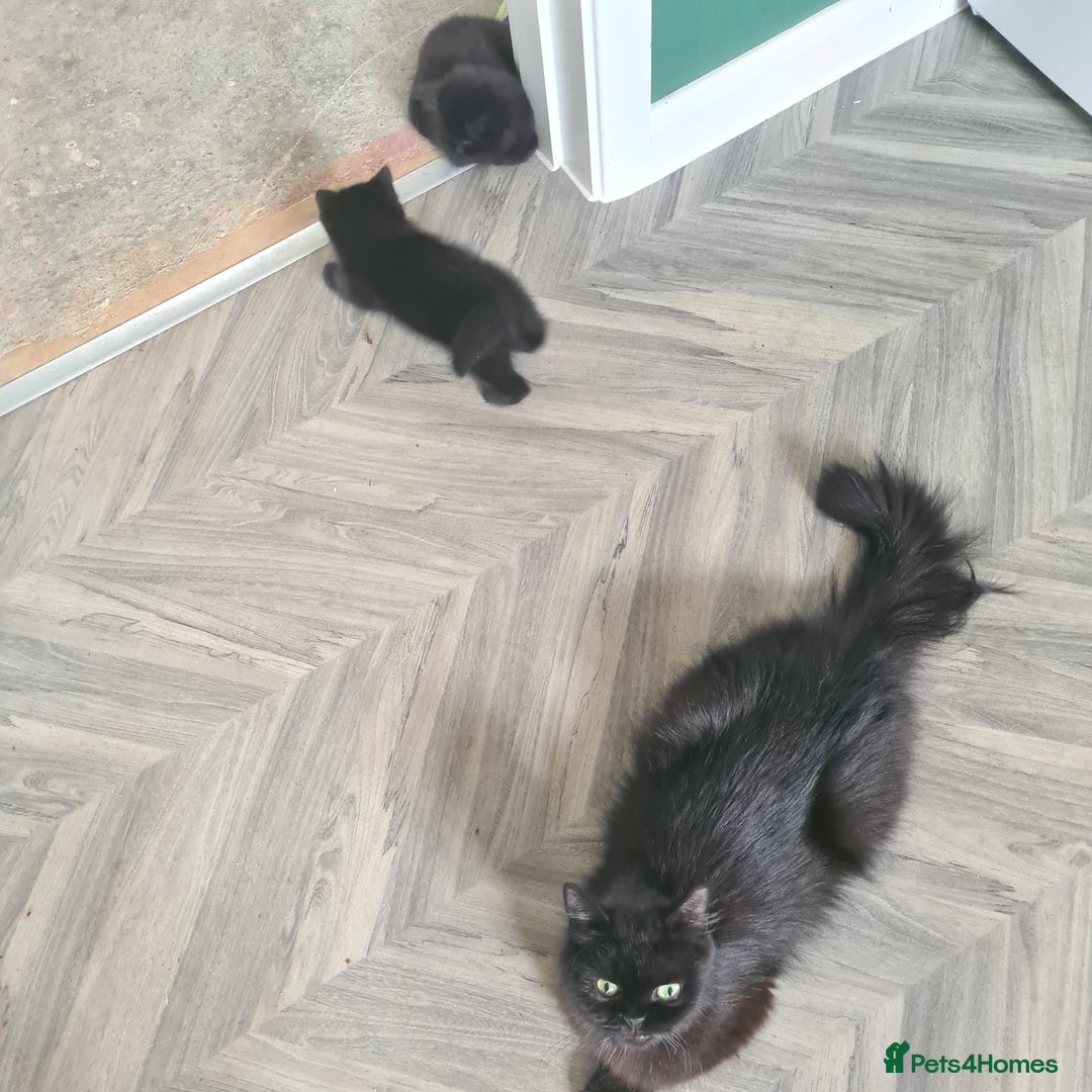Mixed Breed cats for sale: 3 Adorable black beauties  - Image 2