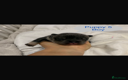 Mixed Breed dogs for sale: French chow puppies  - Image 10