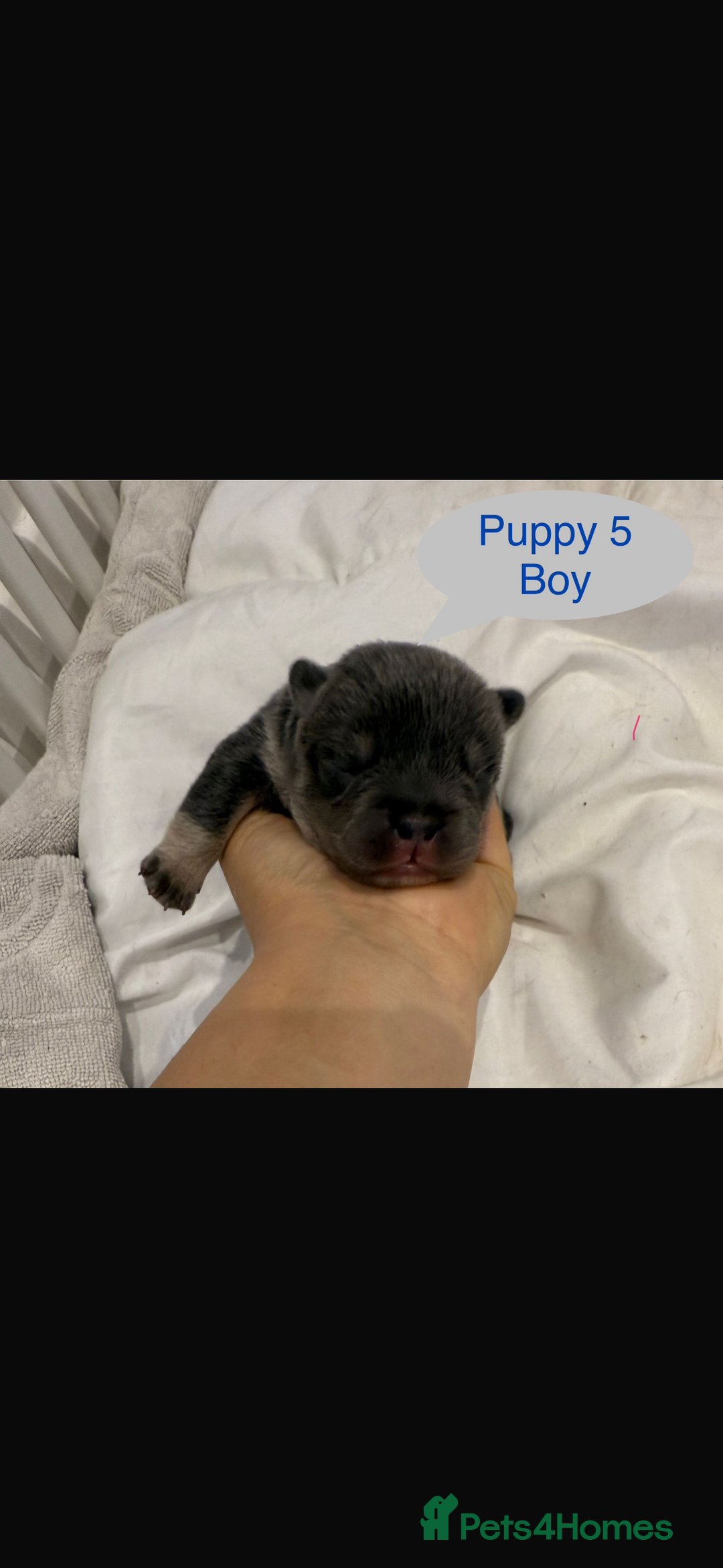 Mixed Breed dogs for sale: French chow puppies  - Image 10