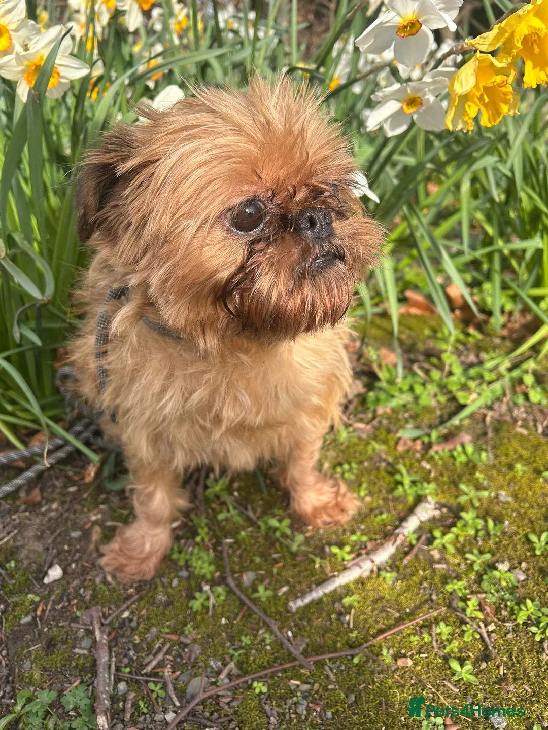 Griffon Bruxellois dogs for sale: Super Friendly Griffon Girl - Advert 1