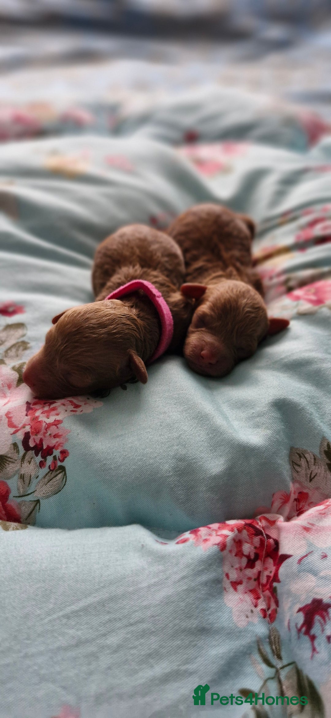 Toy Poodle dogs for sale: Red tiny Toy Poodles GIRLS  - Advert 4