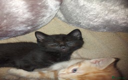Domestic Shorthair cats for sale: 2 Female Kittens For Sale - Image 8