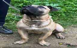 Presa Canario dogs for sale: Remo puppy - Image 2