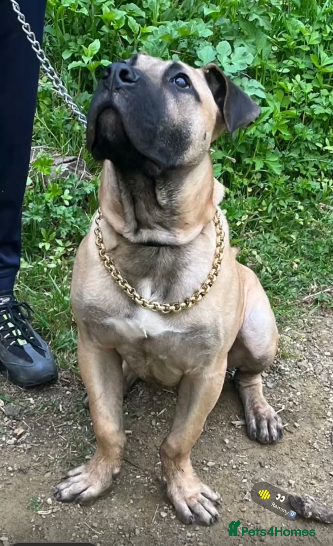 Presa Canario dogs for sale: Remo puppy - Image 2