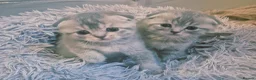Scottish Fold cats for sale: Scottish Fold/ Straight kittens  - Advert 5
