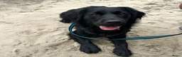 Goldador dogs for sale: Adorable very fluffy Goldador puppies - Advert 18