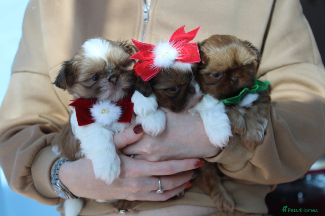 Shih Tzu dogs for sale: Only 1 Doll face shih tzu parti colour puppy’s  - Advert 7