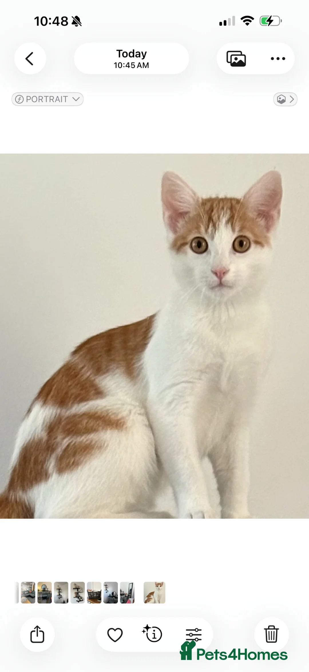 Mixed Breed cats for sale: Beautiful Male Kitten needs Rehoming in Saint Austell - Advert 4