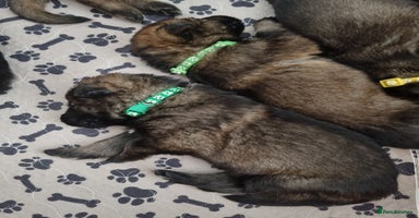 German Shepherd dogs - Advert 6
