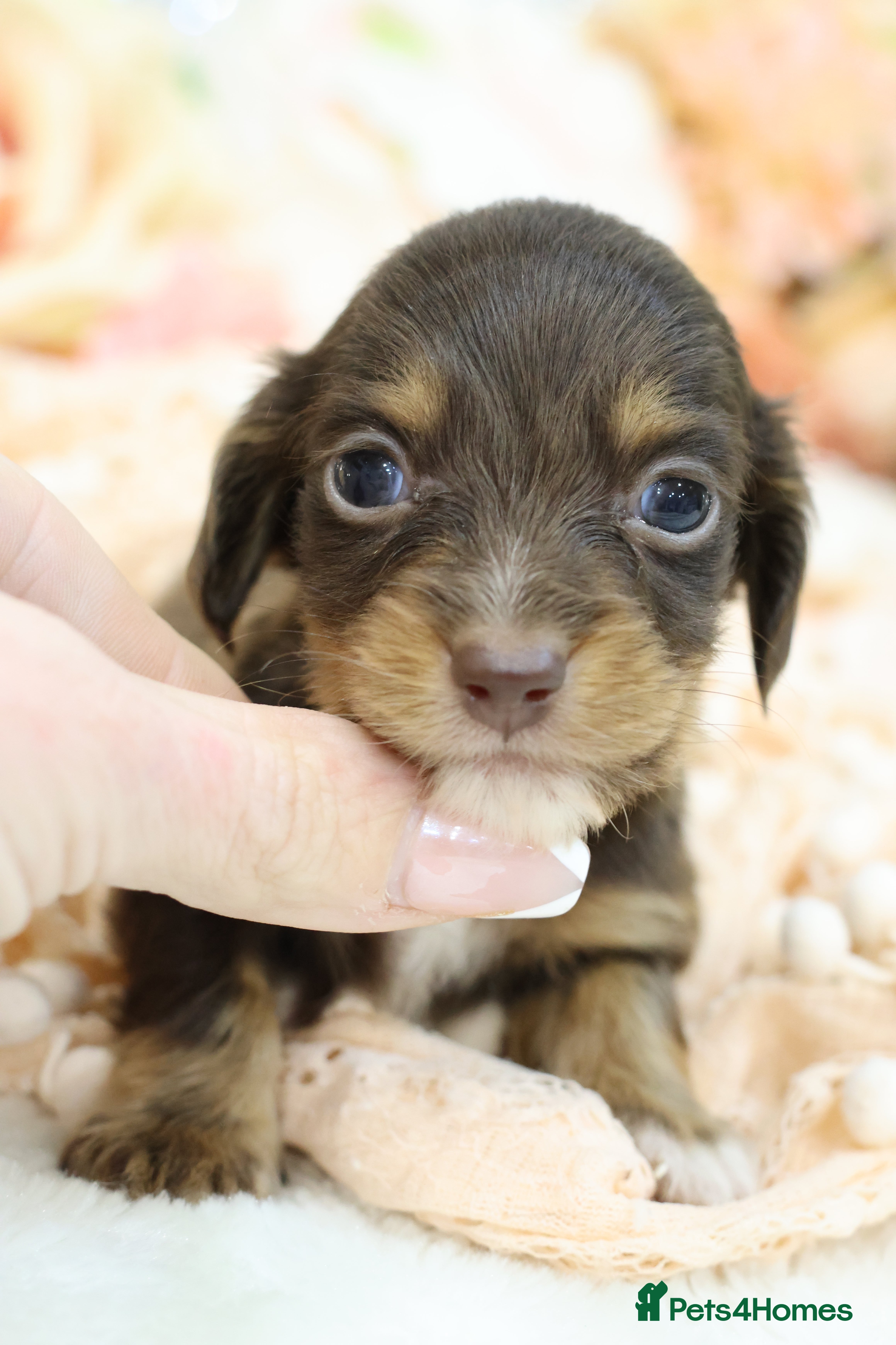 Miniature Dachshund dogs KC Longhair Miniature Dachshund Puppies - Advert 1