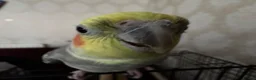Cockatiels birds for sale: Budgie and cockateil, semi tamed cage included in Walsall - Advert 5