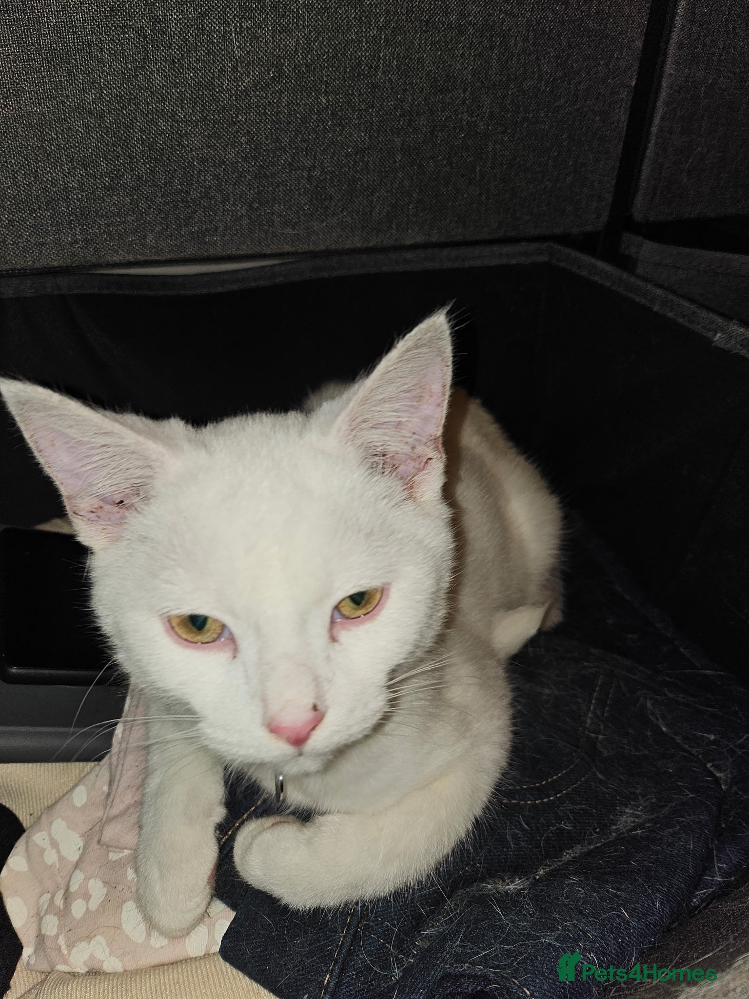 Mixed Breed cats 2 adult female cats and 1 male kitten - Advert 4