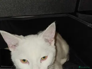 Mixed Breed cats 2 adult female cats and 1 male kitten - Advert 4