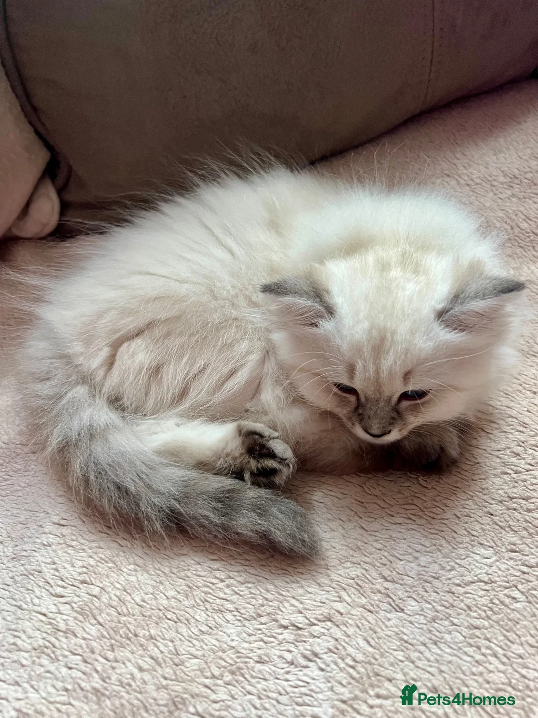 British Longhair cats for sale: British Longhair little kittens  - Advert 2