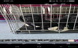 Cocker Spaniel dogs for sale: LAST BOY REMAINING REDUCED kc reg! Cocker spaniel - Image 11