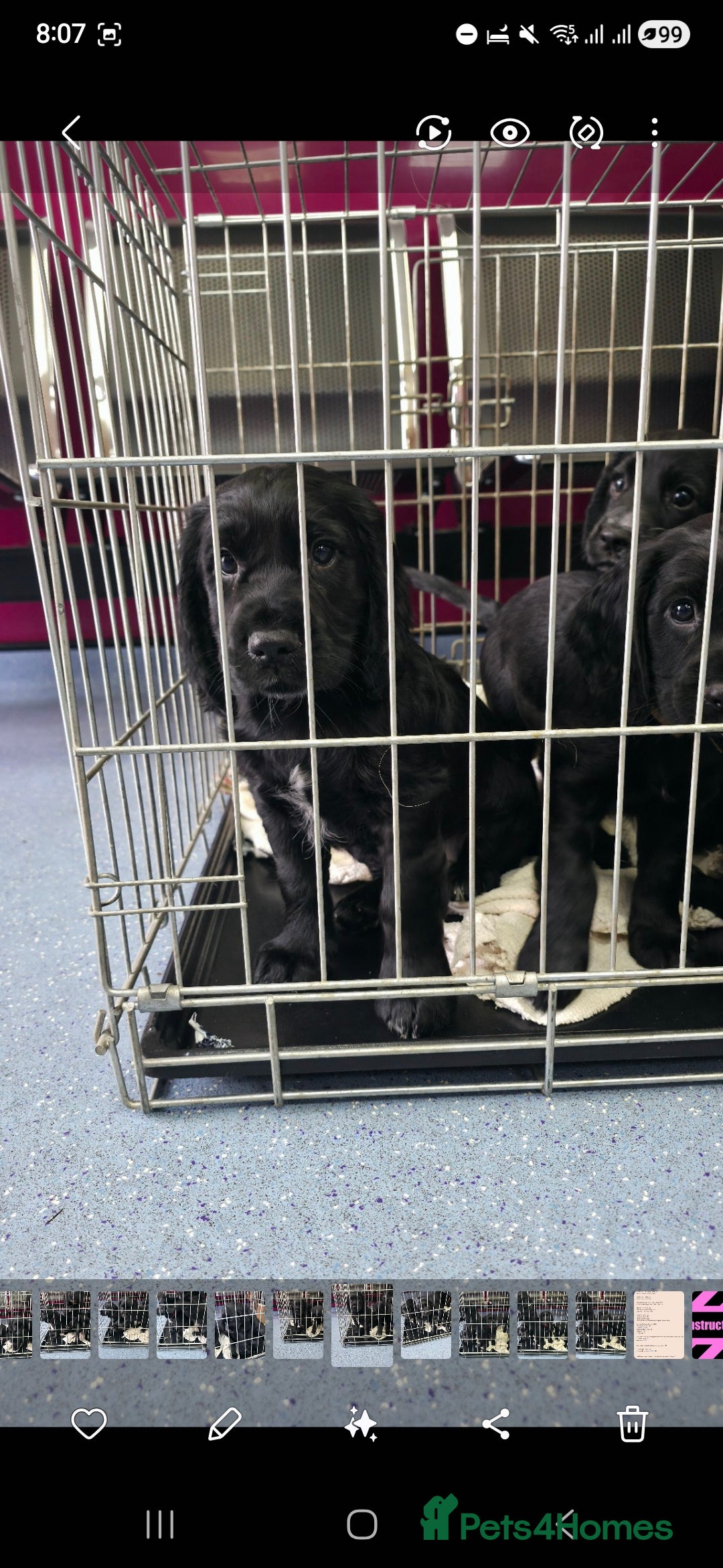 Cocker Spaniel dogs for sale: LAST BOY REMAINING REDUCED kc reg! Cocker spaniel - Image 11