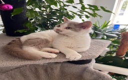 Selkirk Rex cats for sale: Gorgeous Selkirk Rex kittens - Image 18