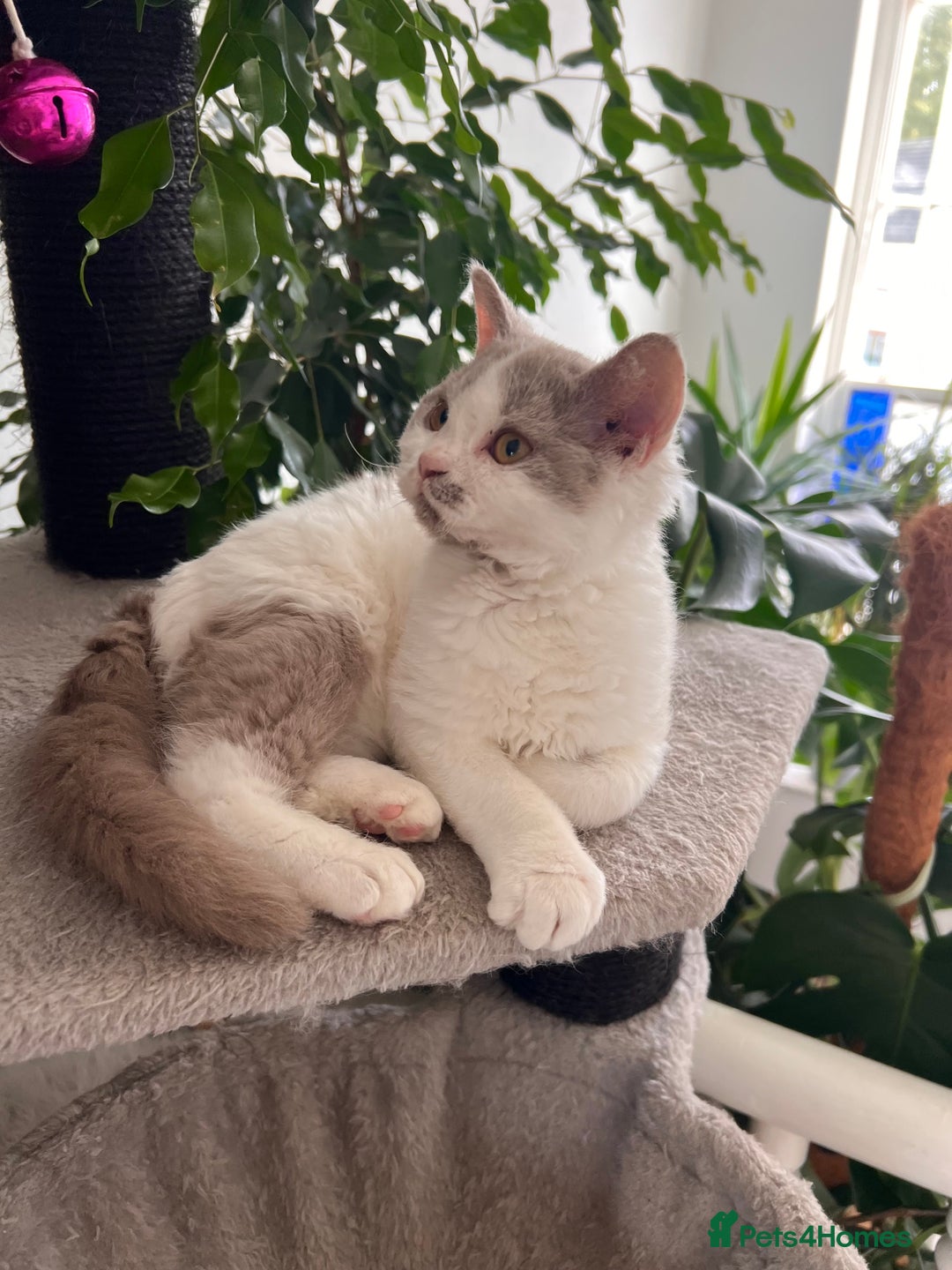 Selkirk Rex cats for sale: Gorgeous Selkirk Rex kittens - Image 18