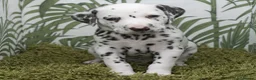 Dalmatian dogs for sale: KC Show Quality Rare LUA Dalmatian Puppies - Advert 5