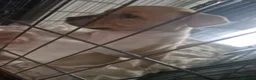 Staffordshire Bull Terrier dogs for sale: Staffy pup - Advert 5