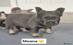French Bulldog dogs for sale: French bulldog pups - Image 4