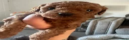 Toy Poodle dogs for sale:  KC Beautiful Red Toy poodle puppies 1 available  - Advert 16