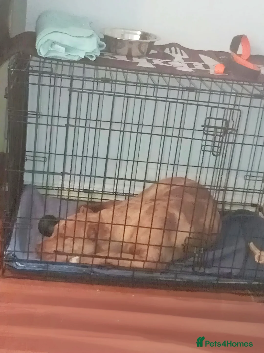 Mixed Breed dogs for sale: 10month old female - Advert 2