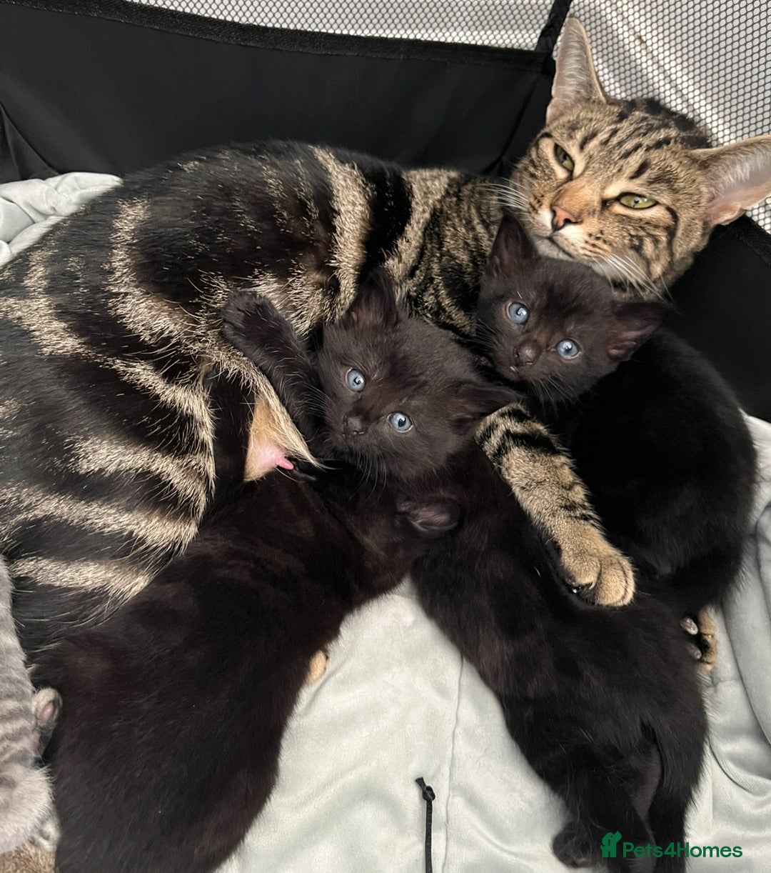 Mixed Breed cats for sale: 2x playful black tabbies - Advert 1