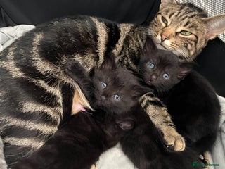 Mixed Breed cats 2x playful black tabbies - Advert 3