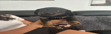Dachshund 4