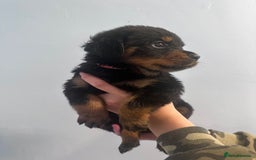 Rottweiler dogs for sale: 🐾 Pure Bred Rottweiler Puppies 🐾 - Image 5