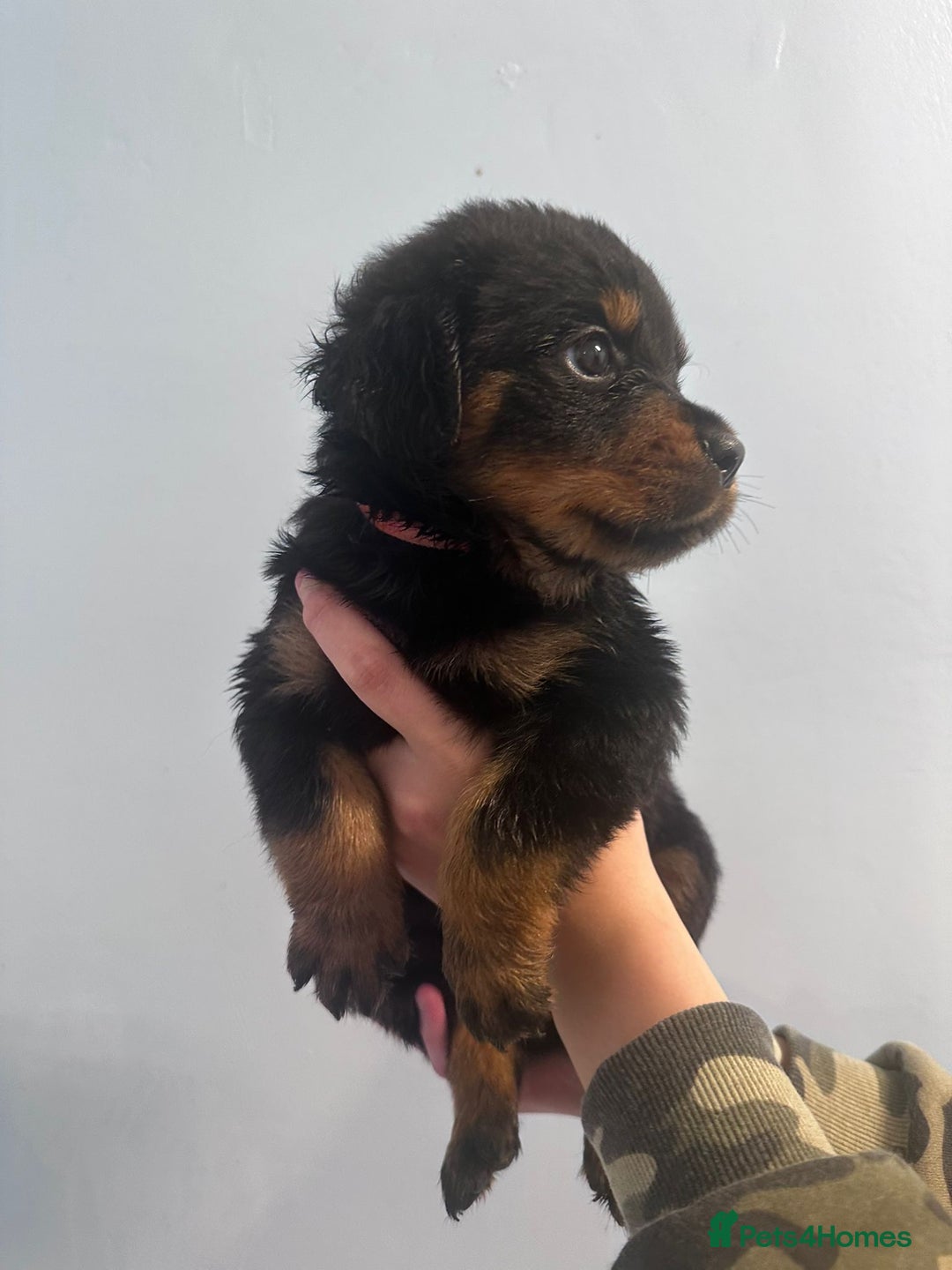 Rottweiler dogs for sale: 🐾 Pure Bred Rottweiler Puppies 🐾 - Image 5
