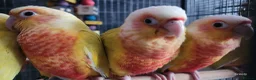 Conures birds for sale: Suncheek baby Handreared Conures - Advert 7