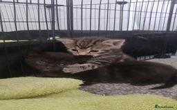 Bombay cats for sale: 4 adorable kittens for sale mixed breed litter ⁠♡ - Image 10