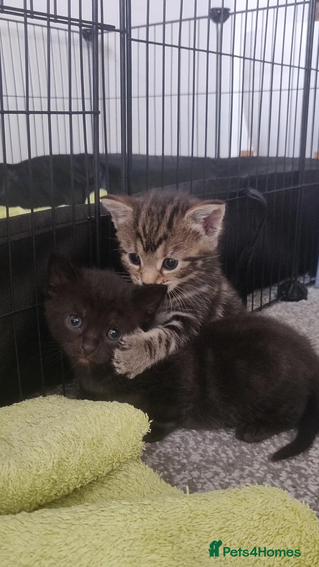 Bombay cats for sale: 4 adorable kittens for sale mixed breed litter ⁠♡ - Image 10