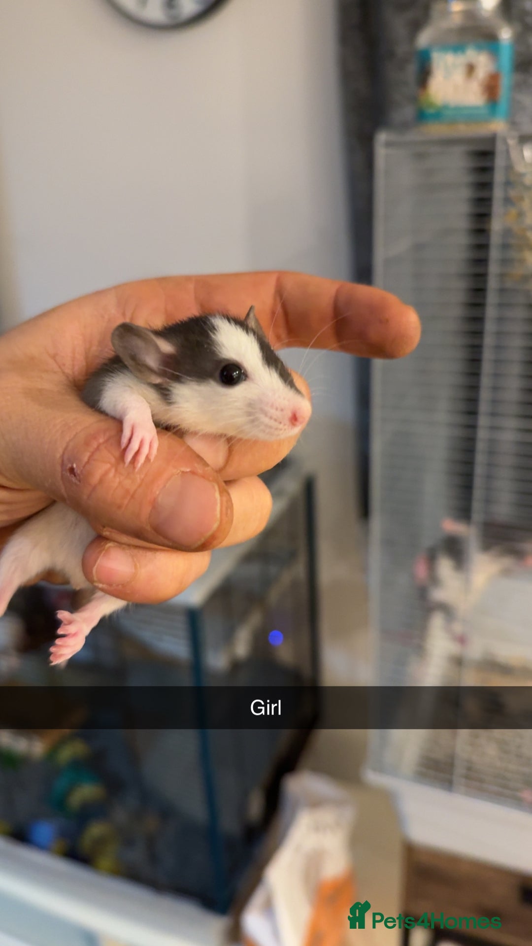 Rat rodents for sale: Rats for sale  - Advert 6