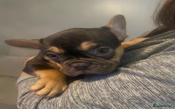 French Bulldog dogs for sale: Stunning French bulldogs  - Image 6