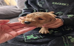 Labradoodle dogs for sale: F1 standard Labradoodle puppies  - Image 34