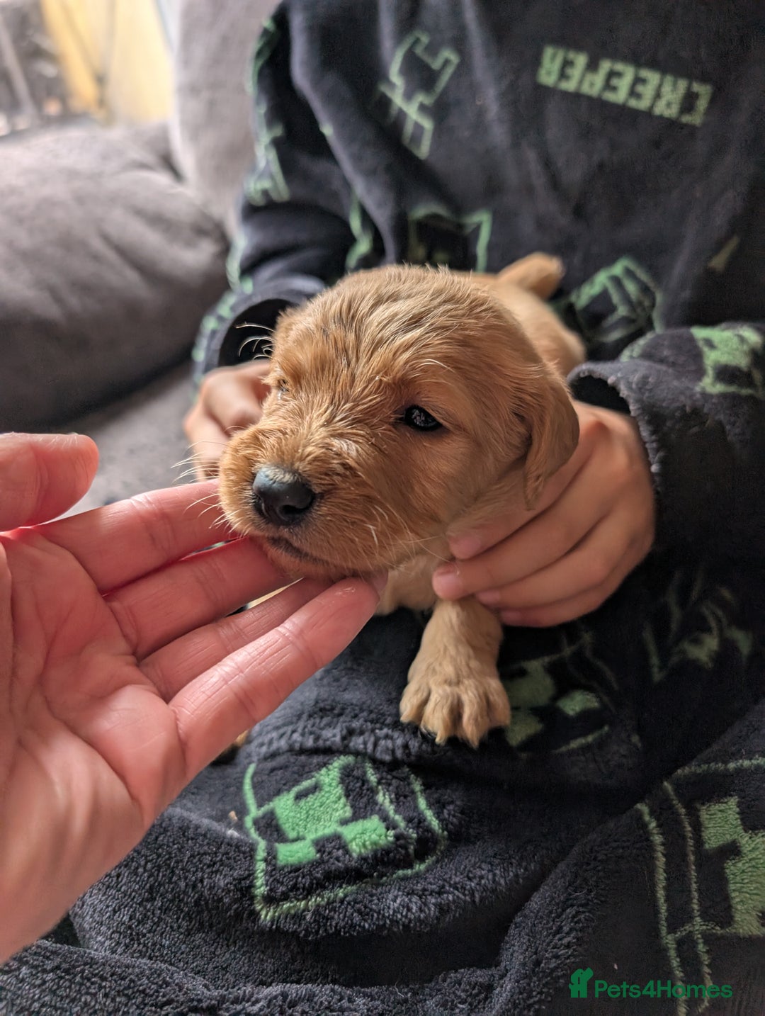 Labradoodle dogs for sale: F1 standard Labradoodle puppies  - Image 34