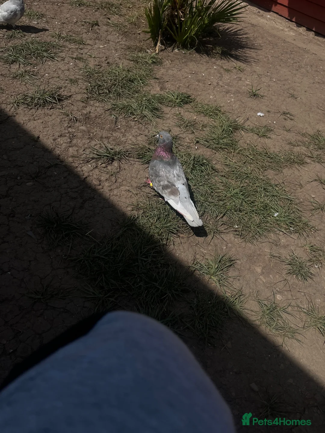 Pigeons birds for sale: Breeding pair for sale  in Birmingham - Advert 2