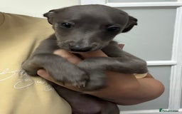 Whippet dogs for sale: Beautiful Whippet Puppy for sale! - Image 1