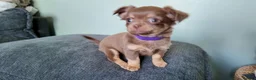 Chihuahua dogs for sale: Long haired chihuahua pups  in Rotherham - Advert 10