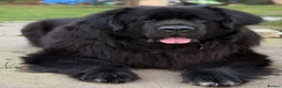 Newfoundland dogs for stud: Archer - KC Registered Stud Service in Bridgwater - Advert 2