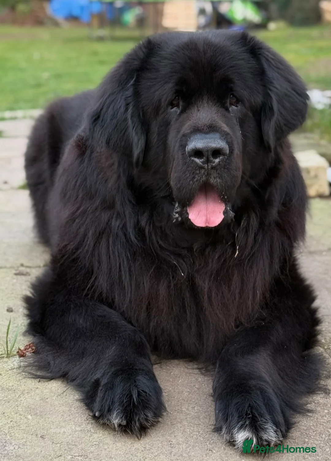 Newfoundland dogs for stud: Archer - KC Registered Stud Service in Bridgwater - Advert 2